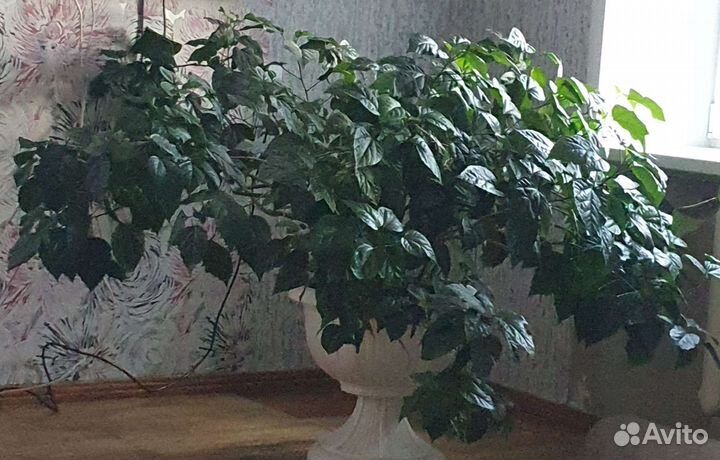 Гибискус китайская роза