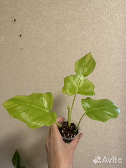 Филодендрон голд Сатин Тайский