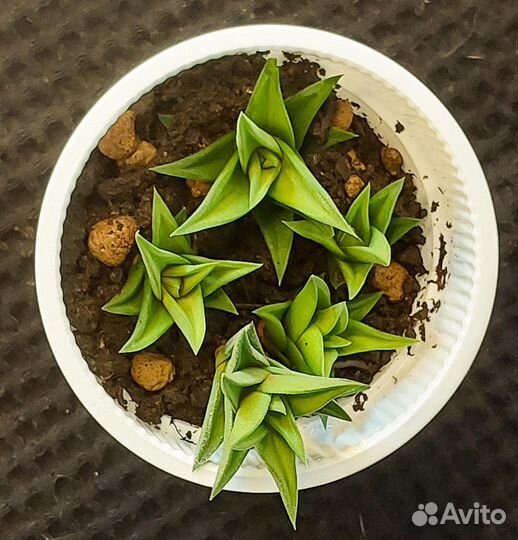 Хавортия суккулент