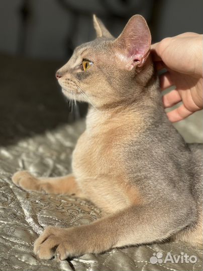 Котик редкого голубого окраса