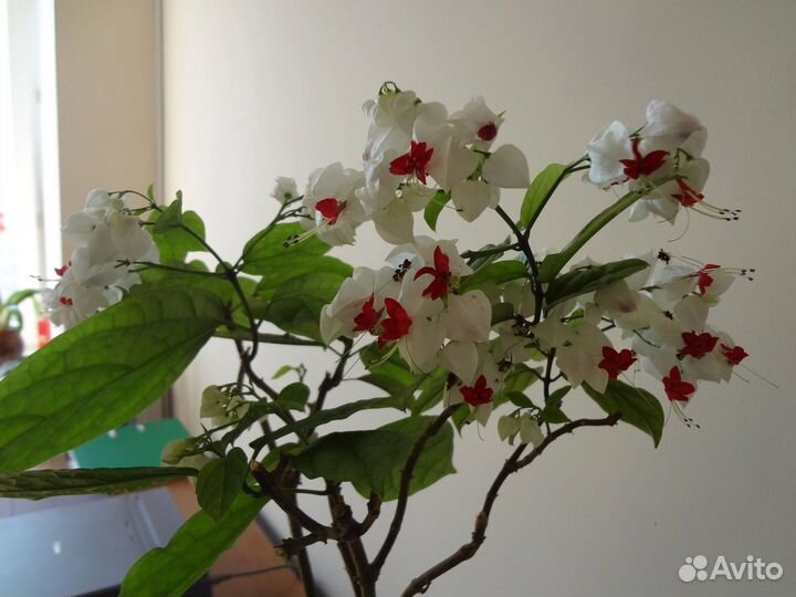 Клеродендрум