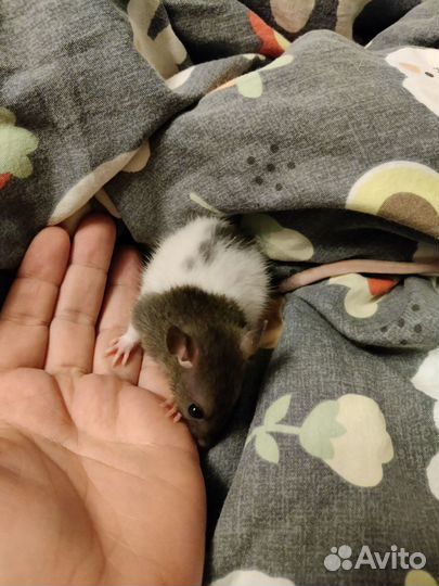 Мальчишки ищут дом