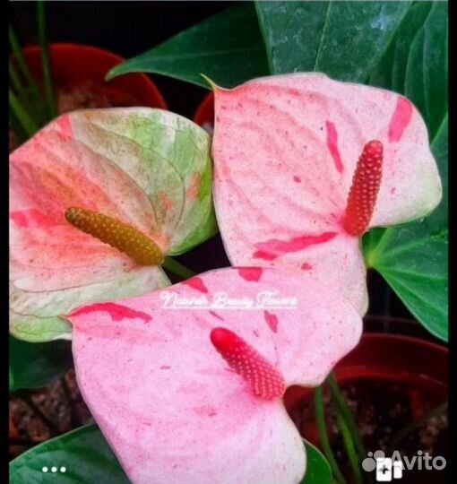 Антуриум Flash