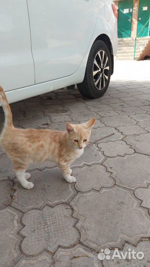 Кошки в добрые руки бесплатно