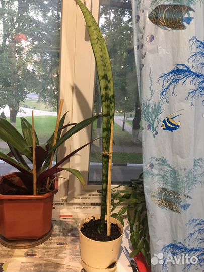 Цветы тёщин язык (Сансивьерия )