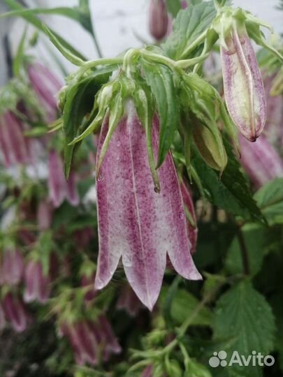 Колокольчики