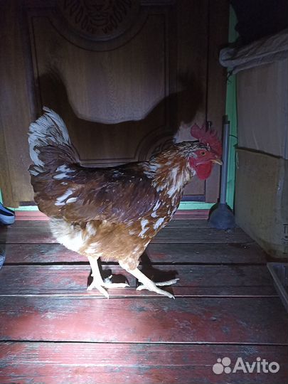 Петух ломан браун