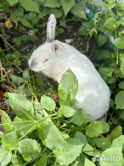 Кролик
