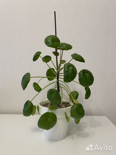 Пилея пеперомиевидная