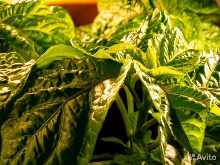 Fujifilm Finepix S1 (проблемный)