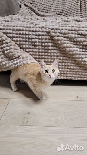 Котенок в добрые руки