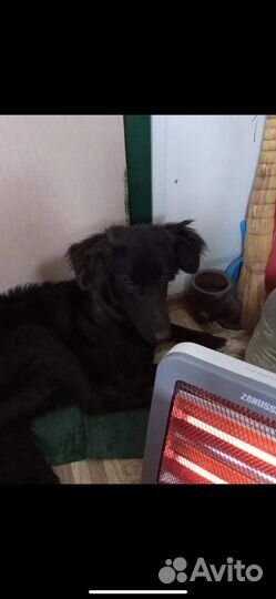 Найдена собака (кобель)