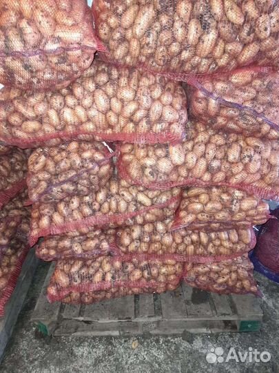 Семенной картофель голландка