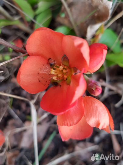 Айва японская