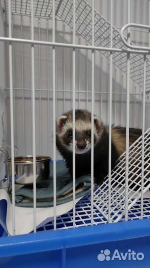 Хорек с клеткой