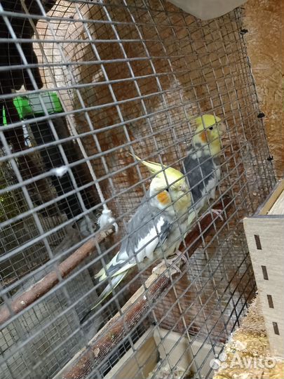 Попугай корелла парочка