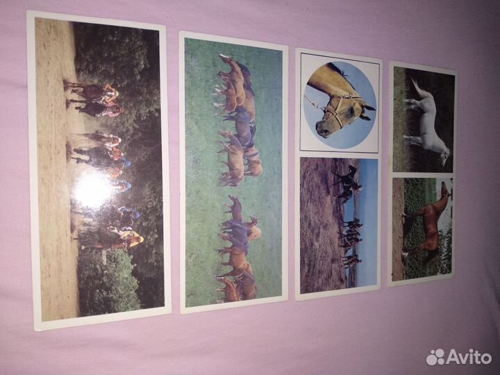 Такие разные кони. Комплект