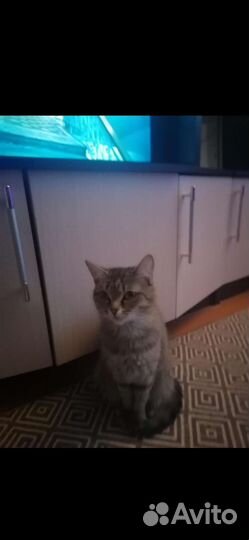 Кошки