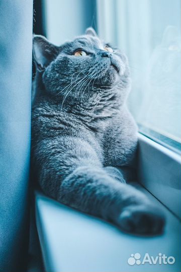 Британский кот