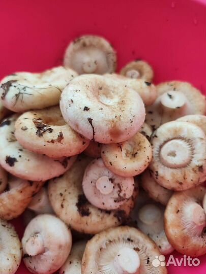 Продам грузди сырые