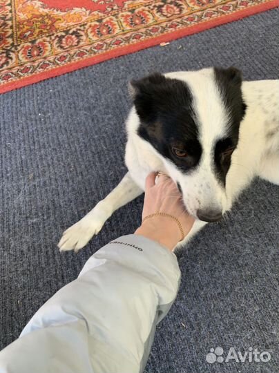 Собака Бимка в добрые руки отдам бесплатно