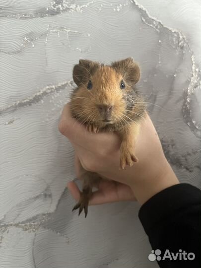 Морская свинка