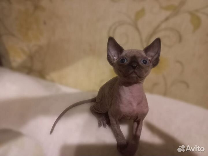 Канадский сфинкс