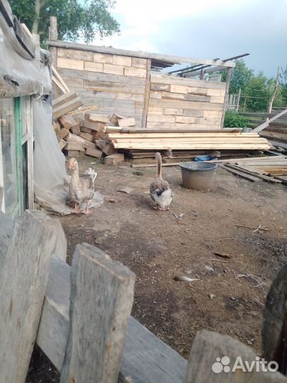 Продам гусей