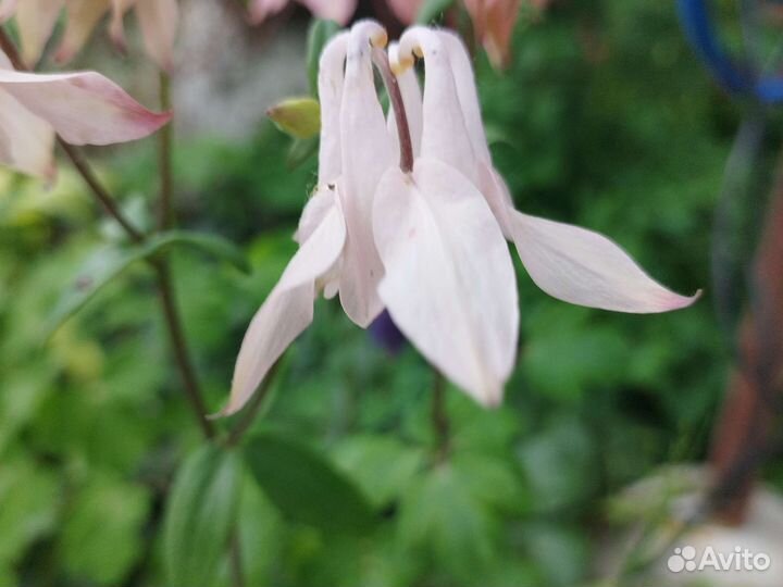 Растения для сада и дачи