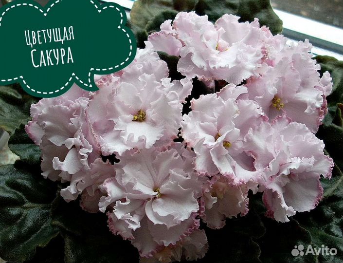 Фиалки детки