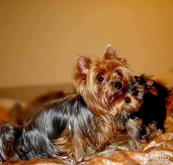 Мини мальчик с документами