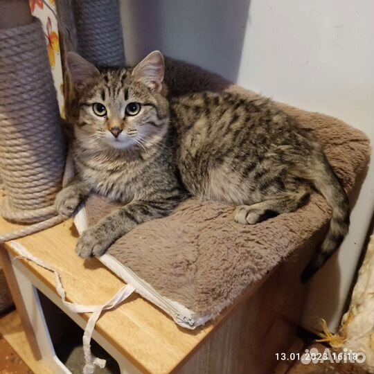 Котёнок