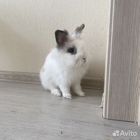 Декоративные кролики