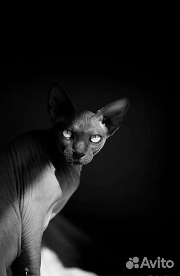 Донской сфинкс