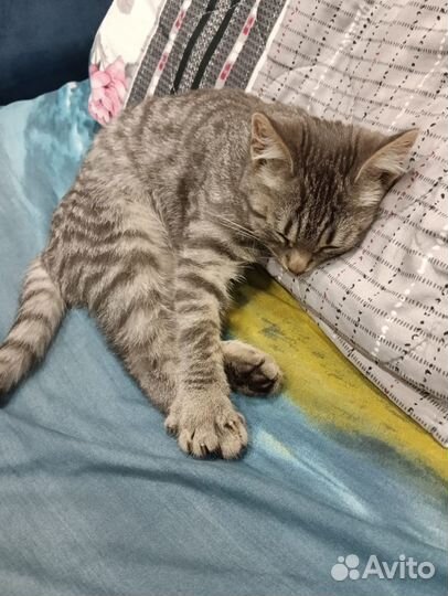 Котик в добрые руки