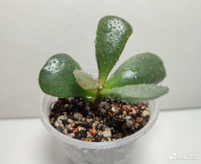 Адромискус Купера (Adromischus cooperi)