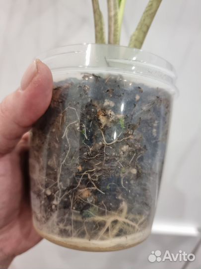 Алоказия Флемингиана взрослое растение