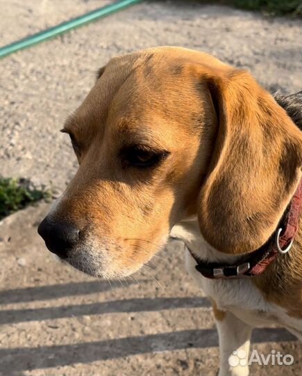 Щенки бигль