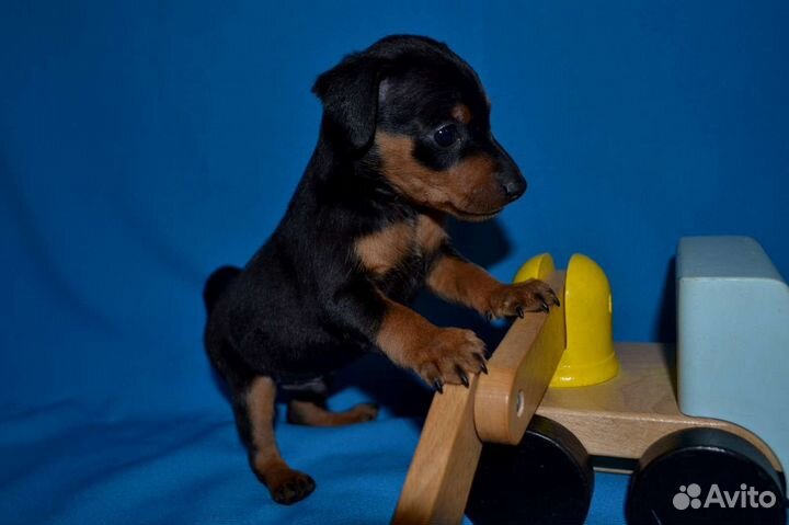 Цвергпинчер