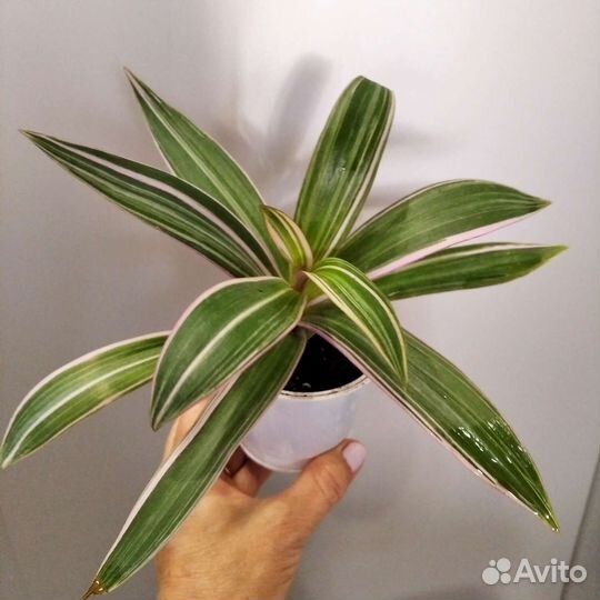 Рэо розовое