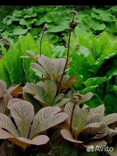 Растения для сада многолетники