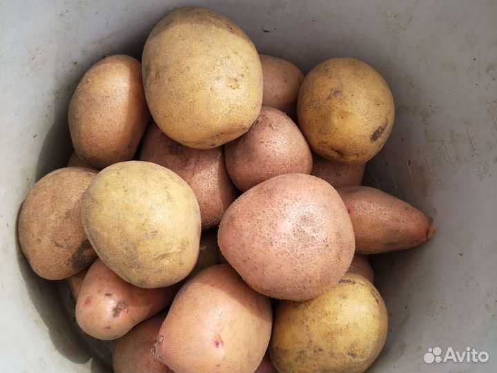 Продам картофель