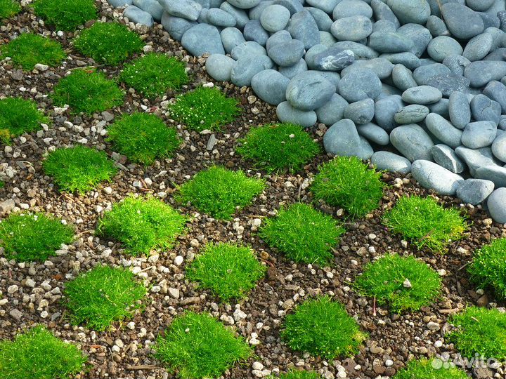 Растения Осока,Овсяница,Мшанка,Лук Гладиатор