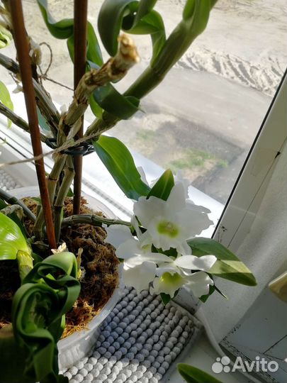 Дендробиум орхидея детки