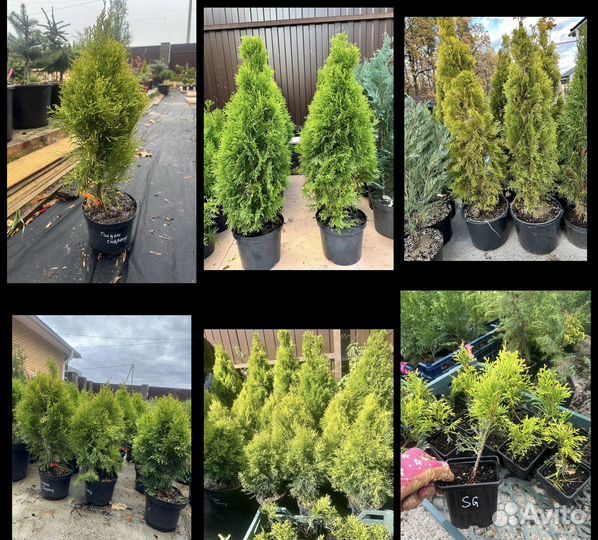 Туя Смарагд