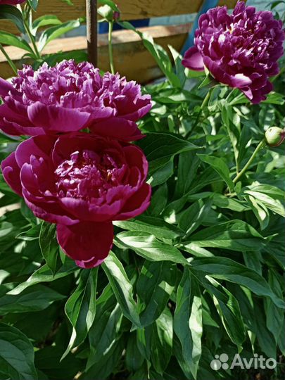 Пионы саженцы