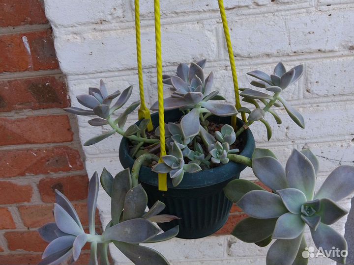 Гавортии,др. суккуленты