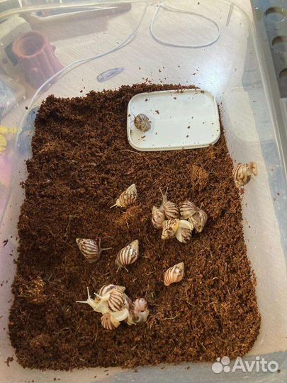 Улитки ахатины маленькие