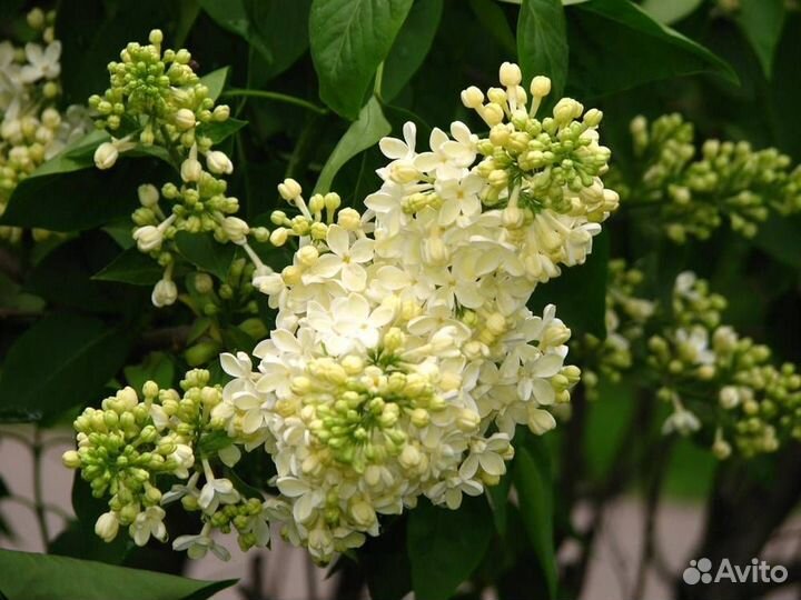 Сирень Примроуз-Primrose