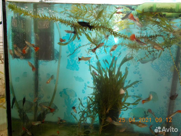 Аквариумные рыбки